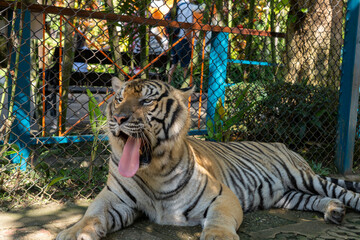 タイのチェンマイのタイガーキングダムの虎
