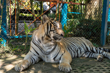 タイのチェンマイのタイガーキングダムの虎