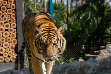 タイのチェンマイのタイガーキングダムの虎