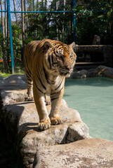 タイのチェンマイのタイガーキングダムの虎