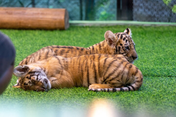 タイのチェンマイのタイガーキングダムの赤ちゃんのトラ