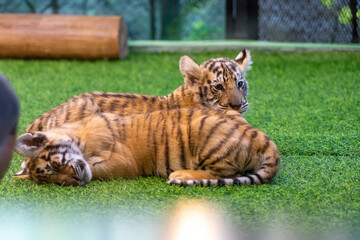 タイのチェンマイのタイガーキングダムの赤ちゃんのトラ