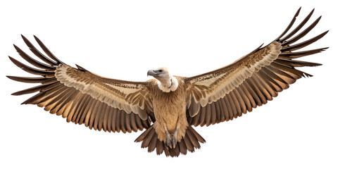 Obraz premium Isolated griffon vulture flying with wings spread wildlife bird of prey scavenger nature animal photography