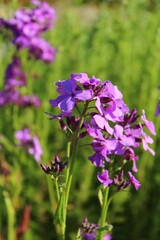 Obraz premium Hesperis matronalis, Nachtviole mit lila Blüten