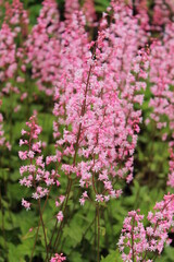 Heucherella alba Bridget Bloom