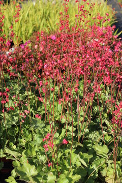 Heuchera sanguinea 'Leuchtk&auml;fer', Purpurgl&ouml;ckchen mit roten Bl&uuml;ten