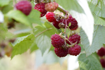 Close-up of ripe red raspberries growing on a bush. Fresh summer berries with green leaves in natural light. Organic gardening and healthy food concept.