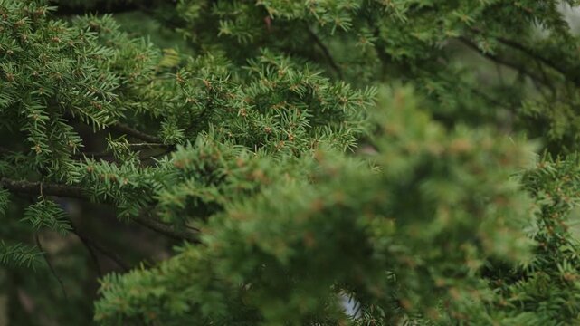 Juniper bush closeup at spring with buds