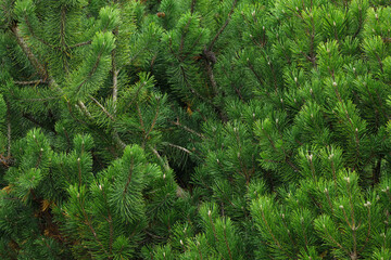 Fresh green pine branches in close-up view. Natural conifer texture and evergreen background with dense needles. Perfect for nature, forest, or botanical themes.