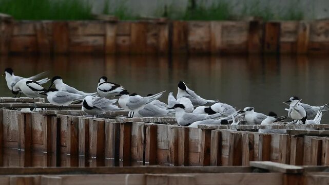 Brandseeschwalbe (Thalasseus sandvicensis) Brutkolonie in einer Saline - Pomorie, Bulgarien // Sandwich tern breeding colony in a salt marsh - Pomorie, Bulgaria
