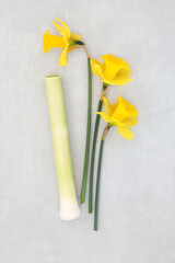 Welsh culture national symbols of daffodil flowers and leek on mottled gray background. Traditional Celtic Cymru emblems for St Davids Day