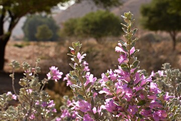 lavender flowers in the field