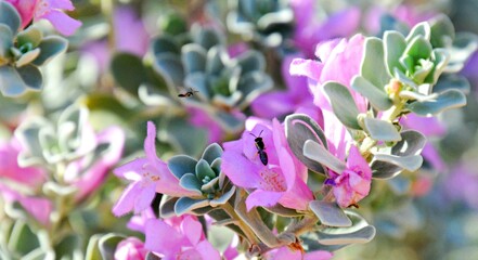 purple flowers in the garden with bee
