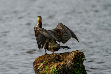 A great cormorant dries its wings on a stump above a pond.