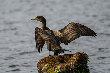 A great cormorant dries its wings on a stump above a pond.