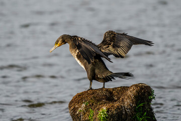 A great cormorant dries its wings on a stump above a pond.