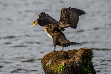 A great cormorant dries its wings on a stump above a pond.