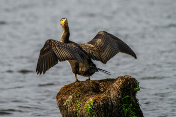 A great cormorant dries its wings on a stump above a pond.