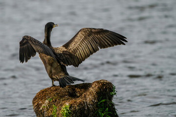 A great cormorant dries its wings on a stump above a pond.