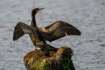 A great cormorant dries its wings on a stump above a pond.