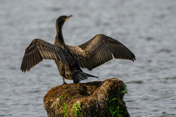 A great cormorant dries its wings on a stump above a pond.