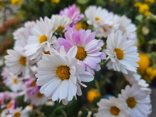 daisies in a garden