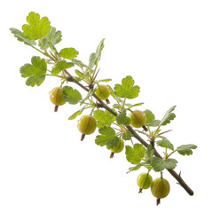 Obraz premium A Branch Laden with Green Gooseberries and Leaves in Soft Natural Light Isolated on a Black Background