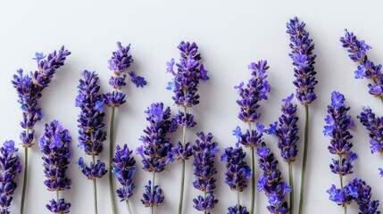 Detailed Close Up of Purple Lavender Flowers on White Background with Natural Light for Aromatherapy and Relaxation Purposes Perfect for Summer Time
