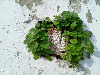 ivy on the wall