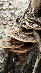 The image depicts a close up view of a decaying tree trunk with multiple shelf fungi growing on its surface, forming a layered, bracket like structure. The fungi have a smooth, curved appearance