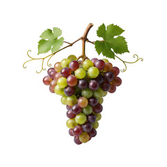 Obraz premium A Bunch Of Red And Green Grapes Hanging From A Vine With Two Green Leaves Isolated On Black Background Studio Shot