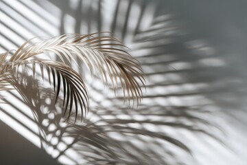 Gold Palm Leaf Shadowed On White Wall Creating Dramatic Light And Dark Contrasts
