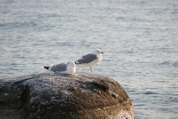 Seagulls of Olkhon Island.In the foreground are two seagulls from Olkhon Island, sitting on a rock jutting out into the water.