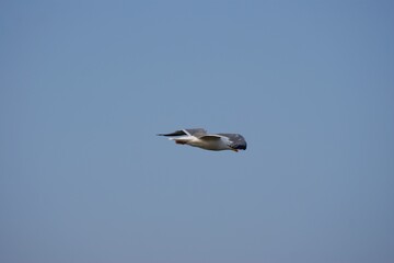 Birds of Olkhon Island.