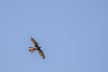 Fototapeta premium Shikra bird in flight