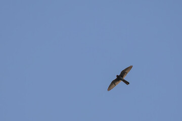 Fototapeta premium shikra in flight