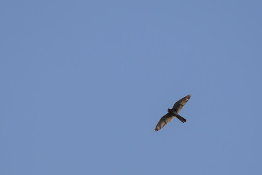 shikra in flight