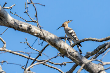 Common hoopoe on a tree branch © pushpasen