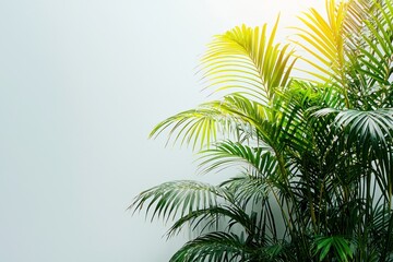 Fototapeta premium Tropical palm fronds against a bright, clean wall with a golden light flare