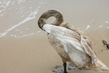 A large swan preens its feathers on the seashore. The Baltic Sea with birds. A swan with gray and white feathers. Beautiful birds