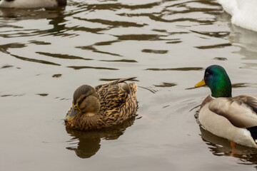 A duck swims on a lake in the center of a park. Beautiful birds in the city. Photo of a park and birds. Beautiful view