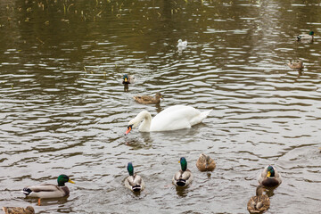 A white swan swims on the water among ducks. A beautiful and proud bird. City swans. Photos with birds