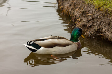 A beautifully colored drake swims on the lake. Beautiful lakes in the park with ducks. City birds.