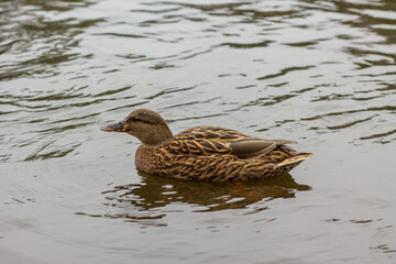 A duck with brown feathers swims on the water. A lake in the city center with cute ducks. Nature in the city