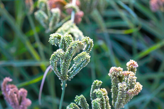 Finger Millet Crop Field (Ragi Field)