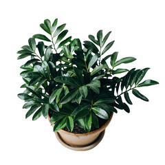A Lush Green Houseplant in a Terracotta Pot on a Transparent Background with Soft Natural Lighting Highlighting its Vibrant Leaves Detailed Close-Up Studio Shot