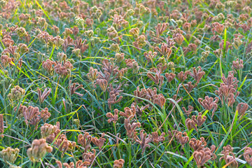 Finger Millet Crop Field (Ragi Field)