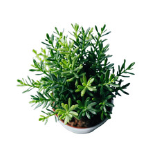 A Lush Green Potted Plant With Small Leaves Isolated on a Transparent Black Background Showcasing Delicate Foliage and Natural Growth Under Soft Studio Lighting for Design Projects