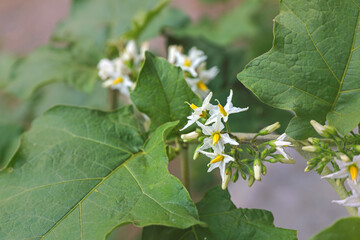 Organic Turkey berry's flowers on tree	

