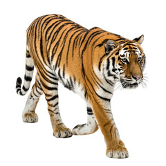A Majestic Bengal Tiger Walks Forward With Its Striped Orange And Black Fur Illuminated By Soft Studio Lighting On A Transparent Background